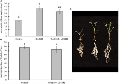 Quorum Quenching Activity of the PGPR Bacillus subtilis UD1022 Alters Nodulation Efficiency of Sinorhizobium meliloti on Medicago truncatula